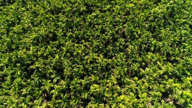 Aerial view flying over a beautiful forest and coffee plantation filmed by drone in Kutta Karnataka India