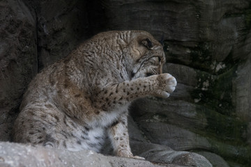 Fototapeta premium Lince Europeo o Boreal - Eurasian Lynx - Lynx Boreal 