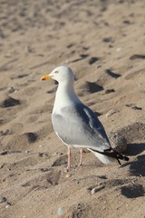 Fototapeta premium large seagul on a cornish beach