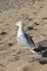 large seagul on a cornish beach