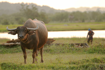 big buffalo standing on the grass in evening.