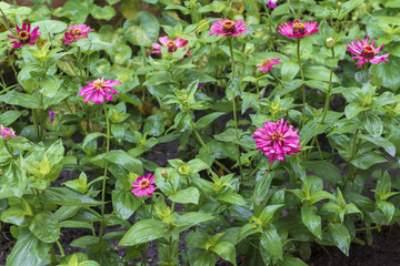 wet garden flowers