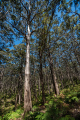 Australia Temperate Forest