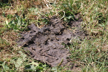 cow pat in a farmers field.left by a cow