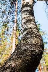 birch in a summer deciduous forest. Trees and shrubs