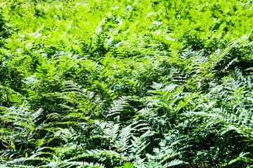 Natural fern leaf clover, fern leaf pattern. Green foliage with green fern leaf 