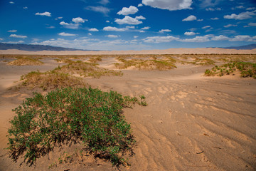 Mongolia. The famous sand dunes of Hongoryn-Els are located in the North-East of the Gobi desert. Length of 120 km with a width of 3-5 km dunes reach a height of 300 m.