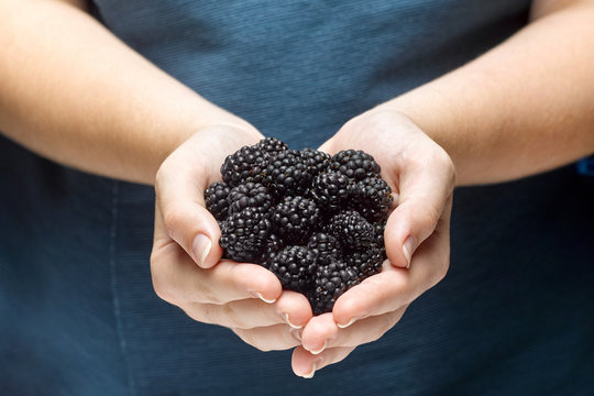 Closeup of a girl holding a blackberry berries in hands.