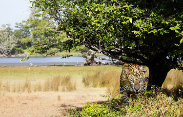 wild leopard peeps out