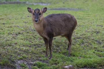 Muntiacus o Muntjac Hembra