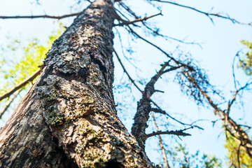 an old dry tree in a summer pine forest. Trees and shrubs