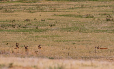 Naklejka premium Herd of Whitetail Deer Bucks in Velvet