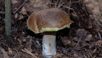 mushroom edible growing in the forest