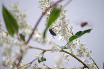 Fly on a flower