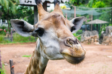 Closeup Giraffe's face in Thailand Safari.