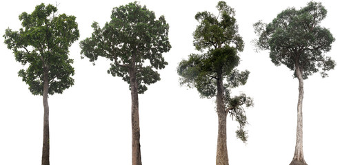 Fototapeta Collection of isolated tree on white background obraz