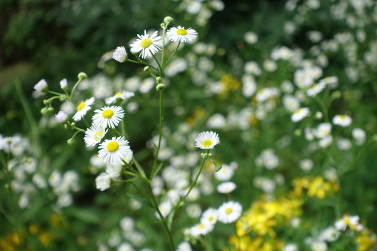 Feinstrahl Wiesenblume, wei&szlig;es oder einj&auml;hriges Berufkraut, 