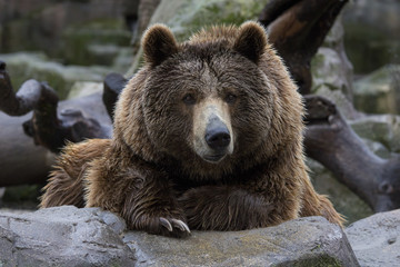 Fototapeta na wymiar Oso pardo - Brown Bear