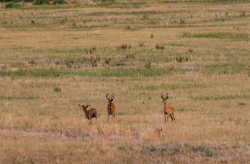 Naklejka premium Herd of Whitetail Deer Bucks in Velvet