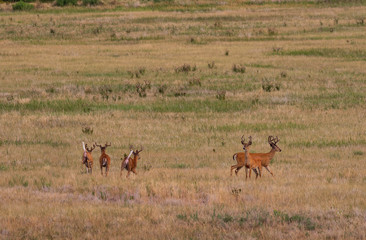 Naklejka premium Herd of Whitetail Deer Bucks in Velvet