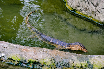 Close up view of Varanus salvator, commonly known as the water monitor or common water monitor and the a large lizard native to South and Southeast Asia. Water monitors are one of the most common moni