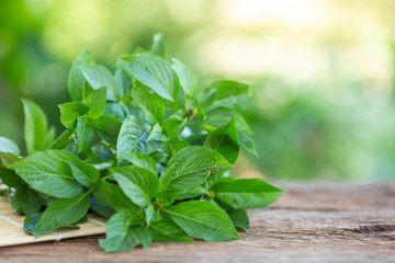 Fresh green basil leaf on wooden table background. Food concept