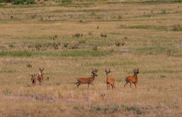 Naklejka premium Herd of Whitetail Deer Bucks in Velvet