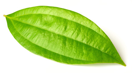 Fototapeta na wymiar fresh cinnamon leaves isolated on the white background