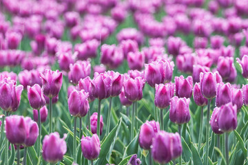 Fototapeta premium tulip