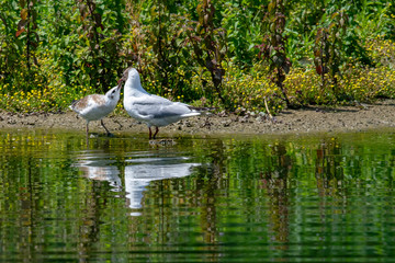 Fototapeta premium Adult seagull feeding a young bird by the side of a lake with reflection