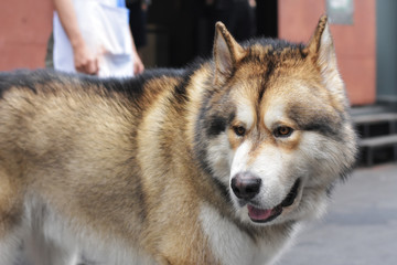 A fat siberian husky, black, brown and white fur.