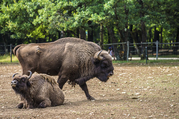 Couple of european bisons in the zoo on summer day