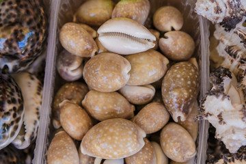 Fototapeta na wymiar Box of shells fresh from the sea, ocean.