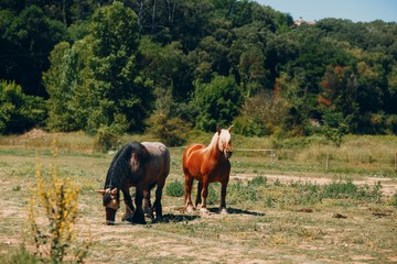 Two beautiful horses on the meadow