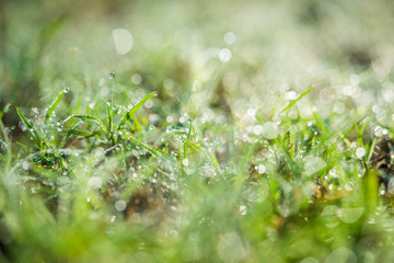 Nature Background with drops of dew on a fresh green grass with beautiful bokeh effect