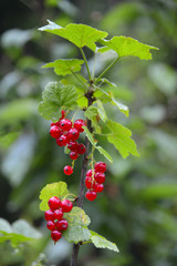 sprig of red currant with berries