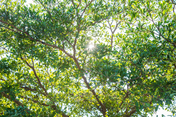 branch of green leaf with sunlight