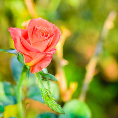 Close up of orange rose with dew drop on a bush in a garden