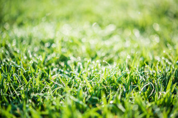 Nature Background with drops of dew on a fresh green grass with beautiful bokeh effect