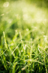 Nature Background with drops of dew on a fresh green grass with beautiful bokeh effect