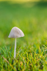 Mushroom in the lawn