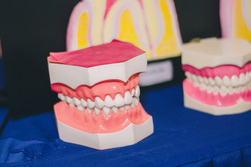 Denture model on table,Used for teaching teeth.