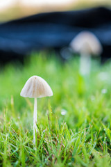 Mushroom in the lawn