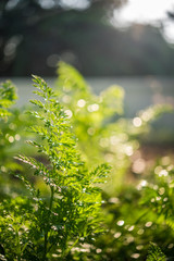 Carrot leaves