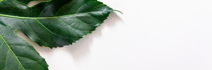 Panoramic white copy space with a green leaf from the top
