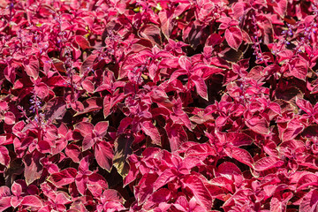 Red and green leaves of the coleus plant, Plectranthus scutellarioides.