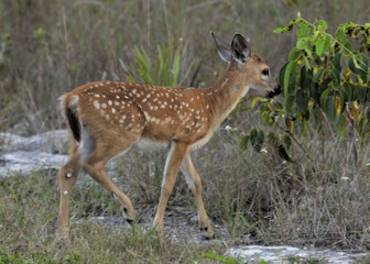 Key Deer Fawn / Key Deer located in the Florida Keys