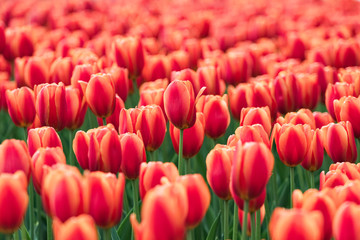 Obraz premium tulip