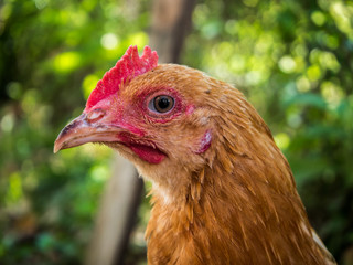 Red-haired chicken