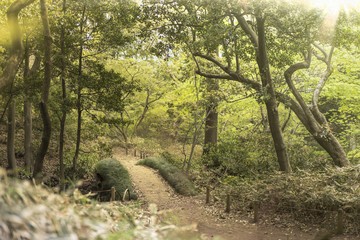 japanese wooden bridge in the forest of Rikugien Park in Bunkyo district, north of Tokyo.